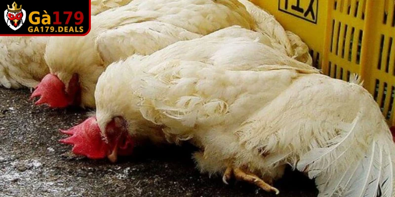 Bệnh Newcastle là một trong những bệnh thường gặp