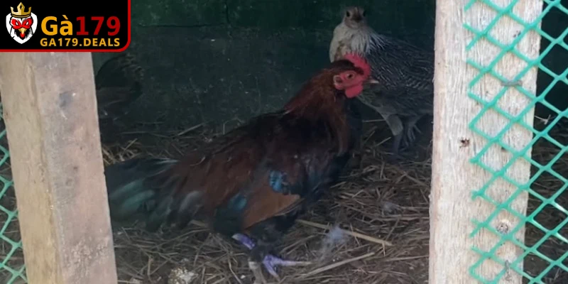 Chuồng cần đảm bảo khô ráo, thoáng mát vào mùa hè và kín gió vào mùa đông. 