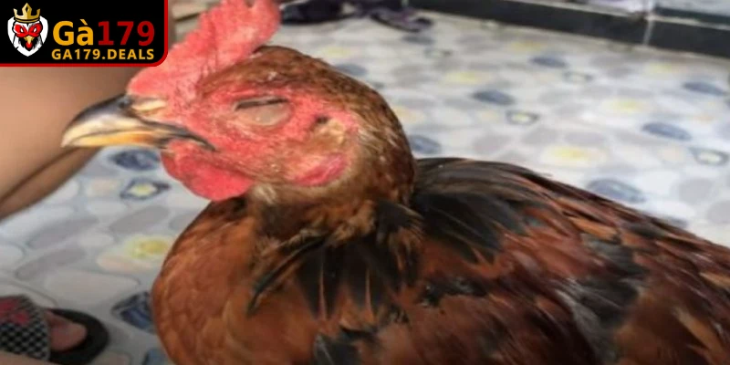 Hiểu rõ triệu chứng giúp sư kê "bắt bệnh" ngay từ giai đoạn đầu 