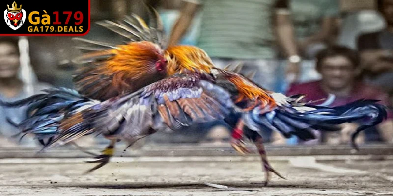 Bật mí những hình thức chấp tiền gà chọi phổ biến nhất