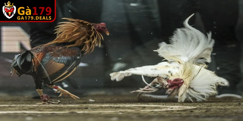 Cách chấp tiền gà chọi đóng vai trò thiết lập một mức cược minh bạch và hợp lý