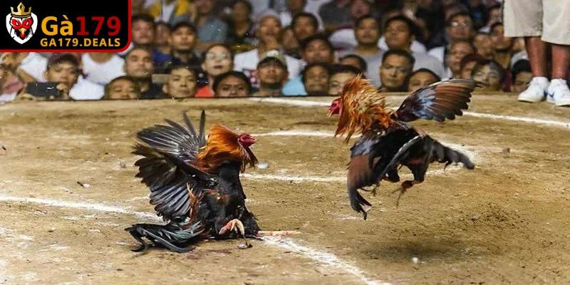 Cách chấp tiền gà chọi mang lại sự minh bạch và tính toán khoa học vượt trội
