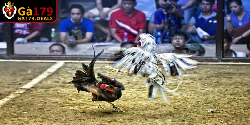 Các quy định chi tiết và cụ thể trong cách chơi đá gà 