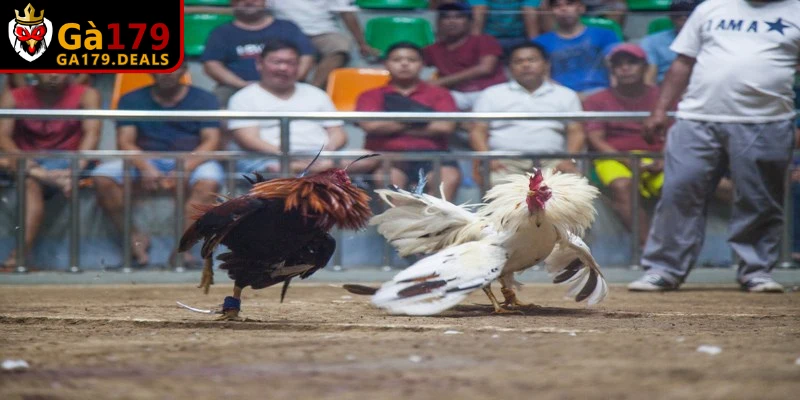 Chia sẻ bí quyết chơi đá gà cựa sắt thắng lớn từ cao thủ lâu năm