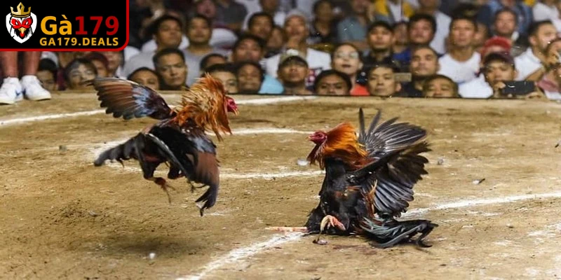 Cách chơi đá gà cựa sắt đơn giản, nhanh chóng với vài thao tác