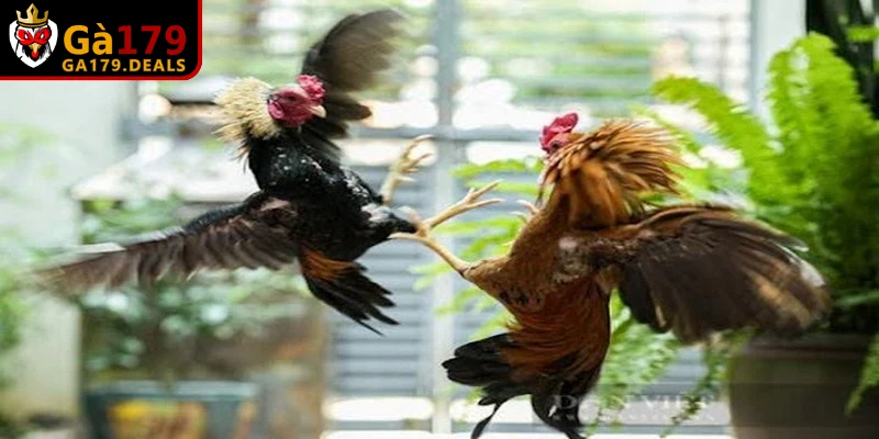 Đá gà cựa sắt là sự kết hợp hoàn hảo giữa yếu tố giải trí và tính cạnh tranh