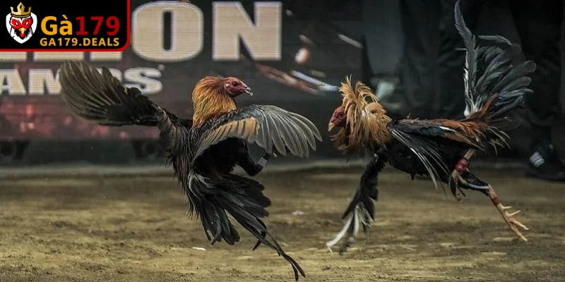 Cách đá gà mạng luôn thắng giúp người chơi nắm cơ chế hoạt động 