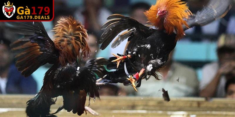 Yếu tố then chốt quyết định thắng thua cách đá gà mạng luôn thắng 