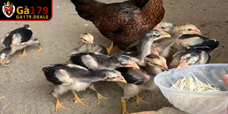 Lợi ích của việc nắm chắc cách đúc gà đá cho sư kê