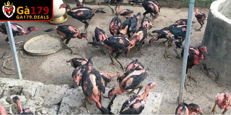 Chia sẻ cách đúc gà đá chuẩn xác nên bỏ túi từ kê thủ