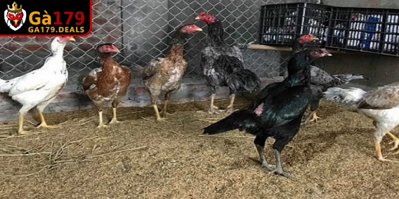 Đúc gà đá là nghệ thuật chọn lọc di truyền kết hợp với phương pháp chăm sóc