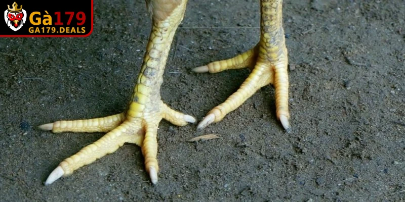 Sư kê nên dùng ngón cái massage xoay tròn vào lòng bàn chân gà