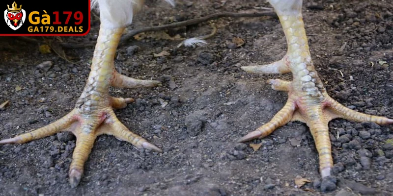 Việc thực hiện các thao tác khởi động và ép chân mang đến nhiều lợi ích 