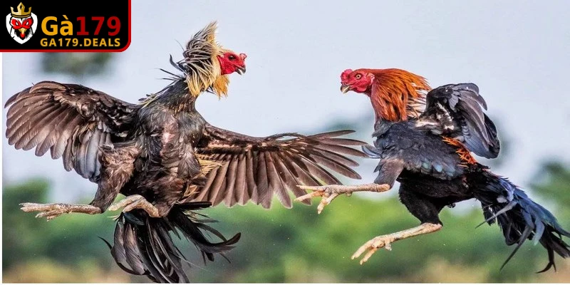 Bên cạnh kỹ thuật chăm sóc bà con cần chú ý đến ánh sáng, nhiệt độ