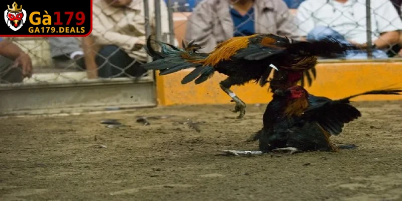 Kỹ thuật chọn giống gà chọi tiêu chuẩn đáng chú ý