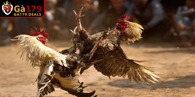 Những cách nuôi gà chọi hiệu quả, chuẩn nhất nên áp dụng