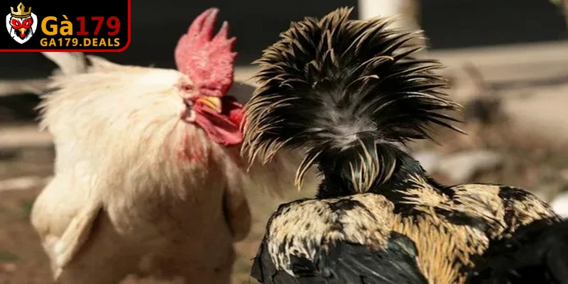 Thực hiện bài tập tung gà lên cao là cách nuôi gà để rèn luyện phản xạ