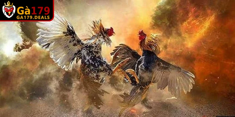 Sai lầm khi huấn luyện chân gà đá là bỏ qua việc kiểm tra bàn chân