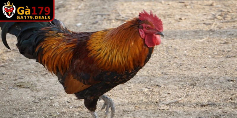 Nuôi gà đúng kỹ thuật giúp gà phát triển toàn diện, hạn chế bệnh tật