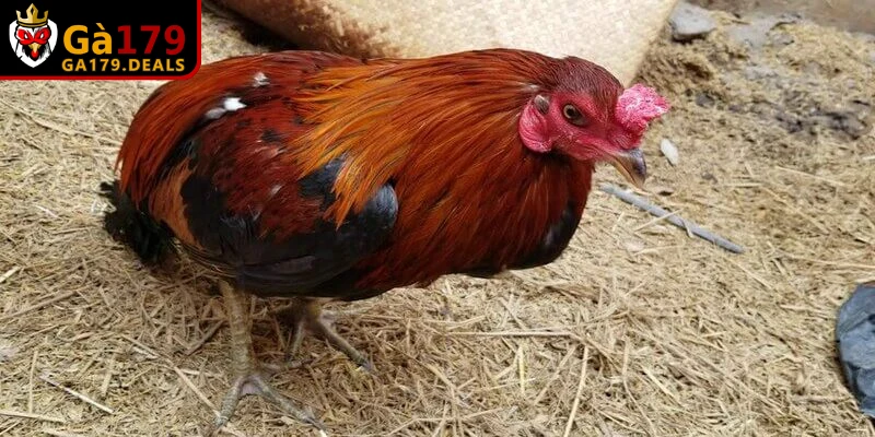 Để tránh sự cố gà bị sặc anh em nên tẩy giun sán định kỳ