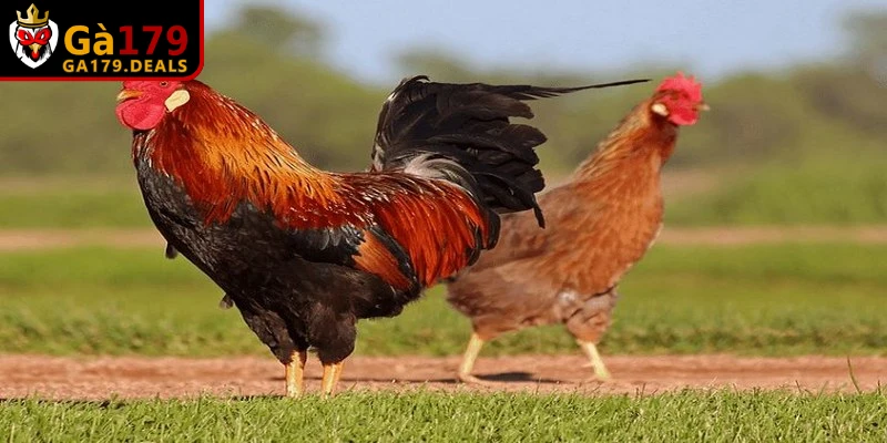 Cách nuôi gà đá không bị hóc chuẩn là vệ sinh họng, đờm định kỳ