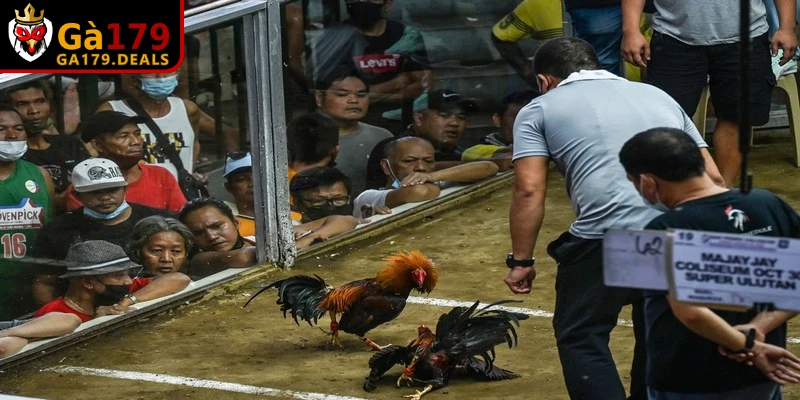 Dấu hiệu nhận biết gà đạt pin đáng chú ý cho các chủ kê