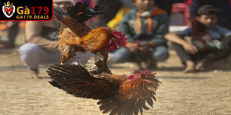 Khám phá cách nuôi gà đá mau tới pin hiệu quả