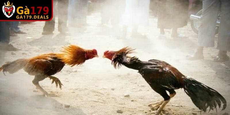 Gà tới pin khi thi đấu là trạng thái sung mãn nhất, uy lực nhất