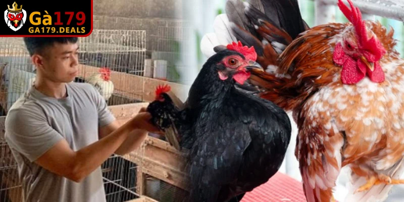  Tập lực cho gà chọi là các bài tập chuyên biệt nhằm phát triển nhóm cơ đùi