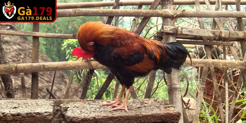 Bài tập tung hẫng để phát triển cơ cánh và khả năng không chiến