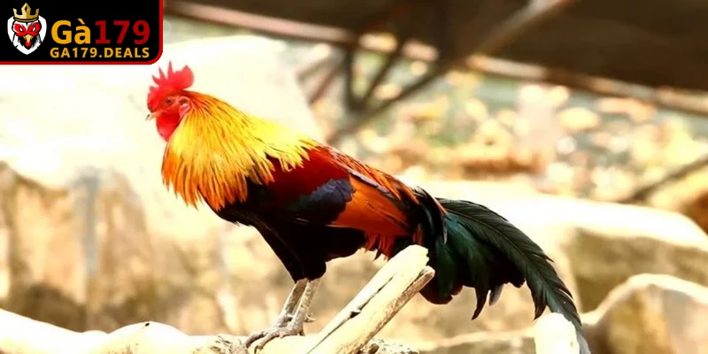 Nên tập vào buổi sáng sớm khi không khí trong lành hoặc chiều mát.