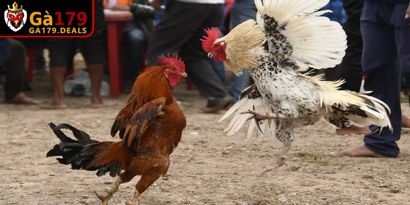 Các bệnh lý phổ biến gây khò khè ở gà là sổ mũi truyền nhiễm (bệnh Coryza)