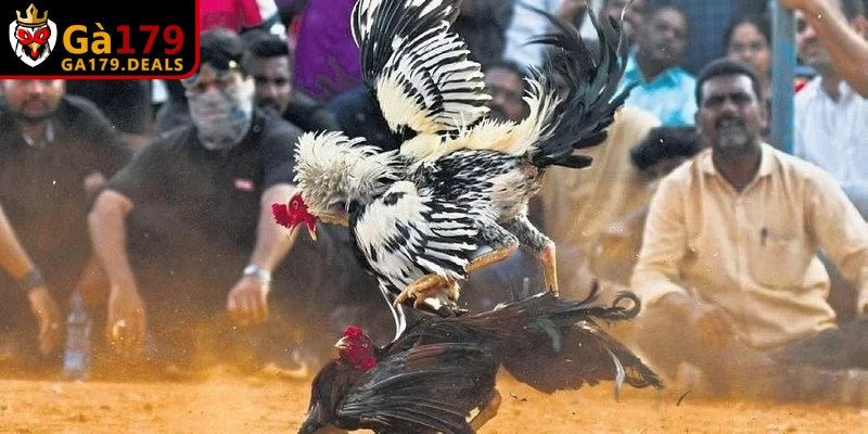 Nguyên nhân khiến gà thở khò khè là do mật độ nuôi quá dày