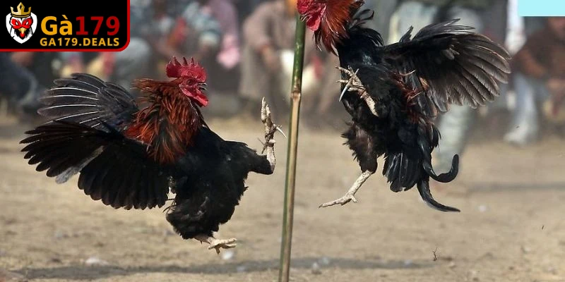 Bí quyết xem màu mạng theo lịch vạn niên chuẩn cho thành viên