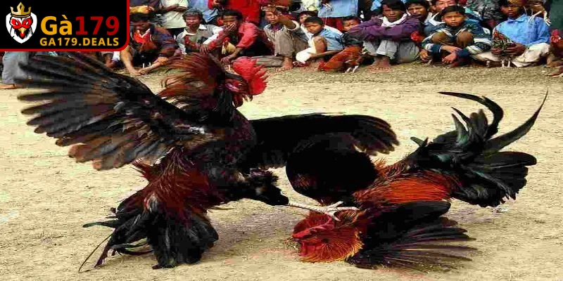 Cách xác định hôm nay đá gà màu gì theo ngũ hành