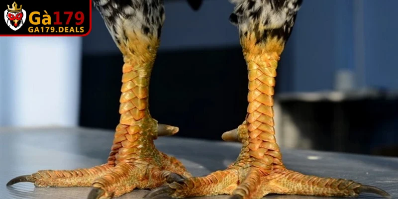 Hướng dẫn xem vảy gà đá cựa sắt cực chuẩn theo bộ Án