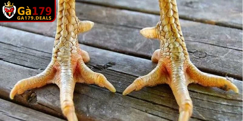 Hệ thống vảy đóng vai trò như lớp giáp bảo vệ và dấu hiệu nhận biết tố chất của gà