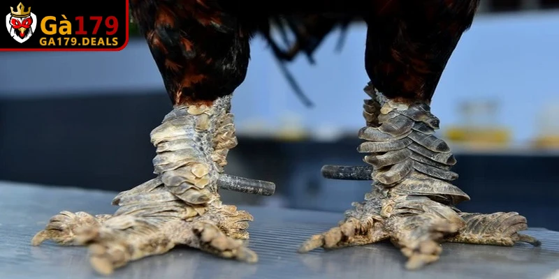 Hướng dẫn xem vảy gà đá cựa sắt theo bộ Phủ Địa và Vấn Cán