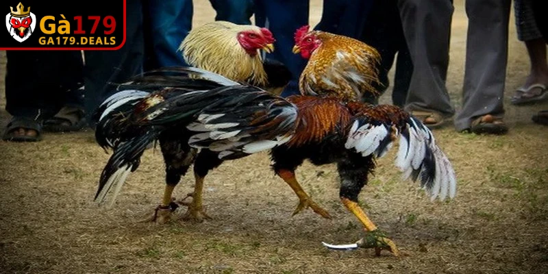 Một số điểm cần ghi nhớ khi vận dụng kinh nghiệm chọn chiến kê