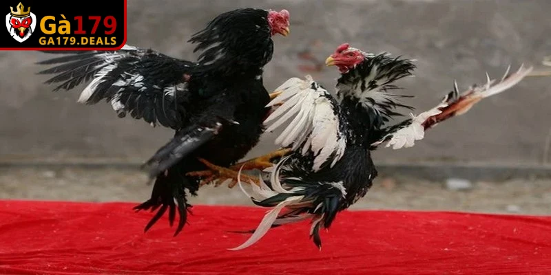 Kinh nghiệm chọn chiến kê chuẩn xác từ cao thủ, tăng khả năng thắng lớn