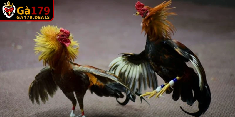 Kinh nghiệm chọn chiến kê có ý nghĩa quan trọng khi tham gia chọi kê