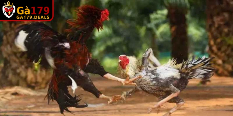Các hình thức phổ biến trong luật chấp gà cựa sắt chi tiết