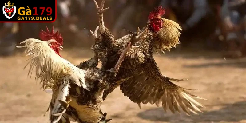 Luật chấp gà cựa sắt là giải pháp tối ưu tạo ra sự công bằng trong cược chiến kê
