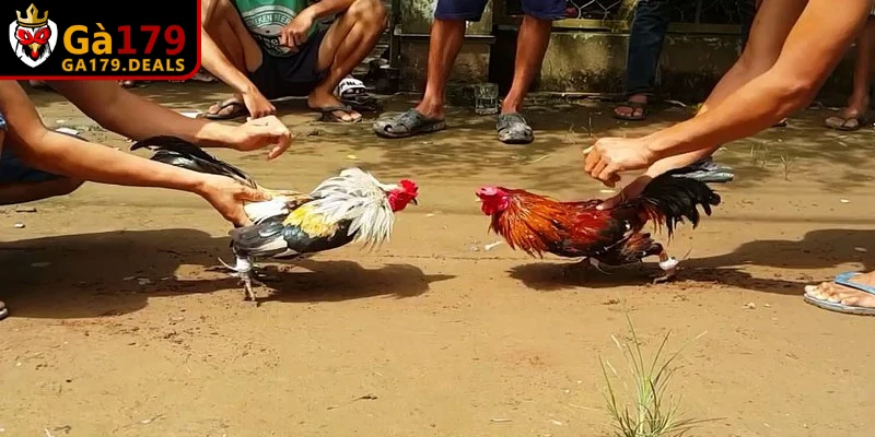 Quy định chi tiết về luật cơ bản khi chơi đá gà miền Bắc