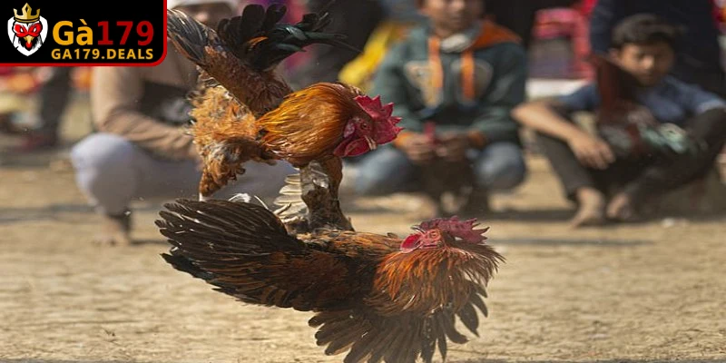 Các luật cơ bản khi chơi đá gà tại miền Trung