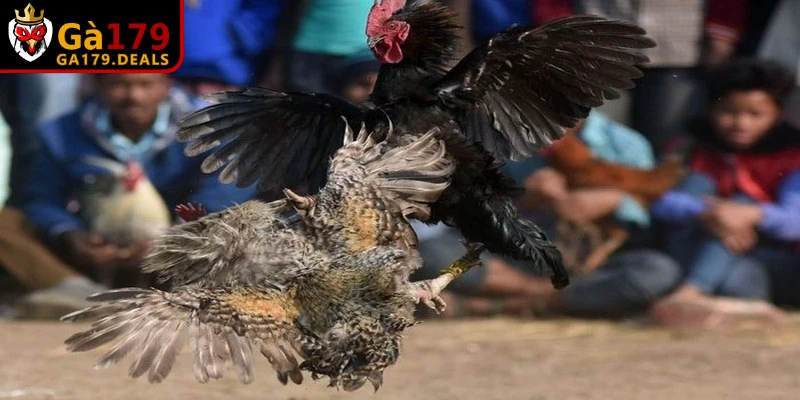 Vitamin nhóm B, A, D3 và E là những thành phần không thể thiếu cho gà