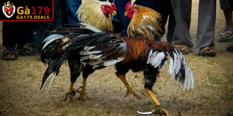 Biện pháp phòng bệnh tổng hợp cho gà khỏe mạnh là tiêm vaccine đầy đủ