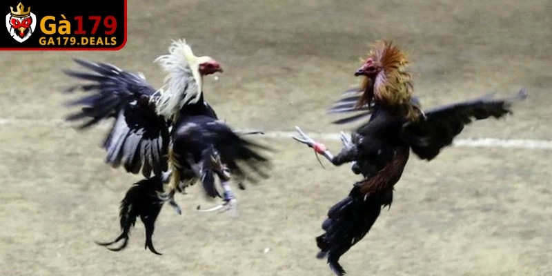 Triệu chứng điển hình của bệnh ORT ở gà là dấu hiệu hô hấp bên ngoài