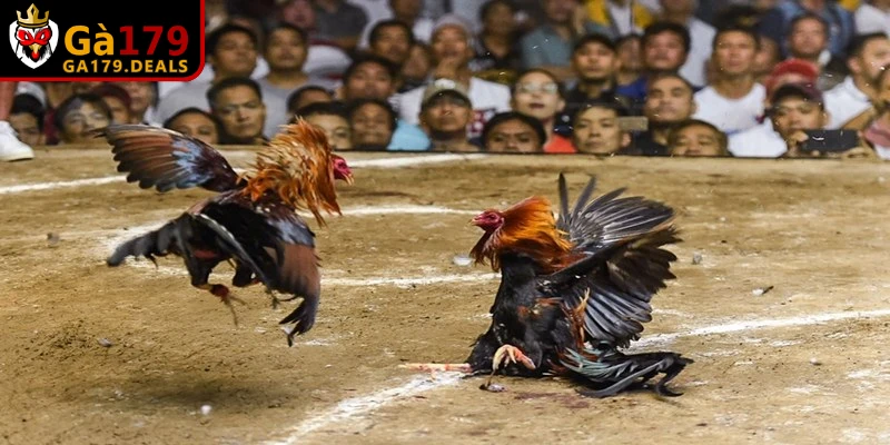 Top trang đá gà trực tiếp chất lượng nhất hiện nay không thể bỏ lỡ GA179