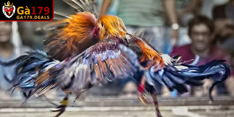 Tại hệ thống uy tín anh em được tham gia cùng cộng đồng có chung đam mê